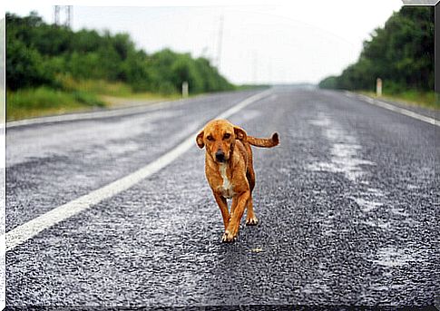 A Uruguayan pilot flew to save a dog's life