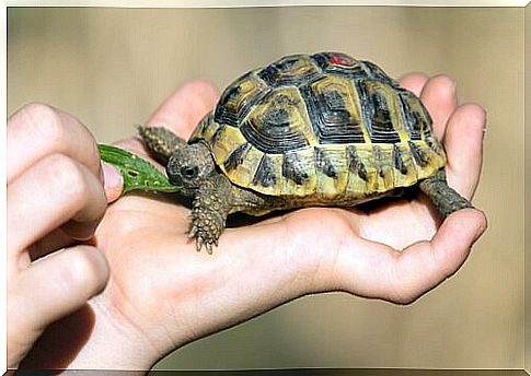 person feeding turtle