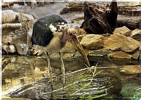 African marabout eating habits