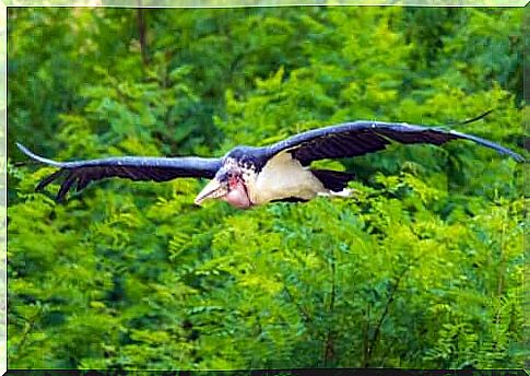 african marabout flying