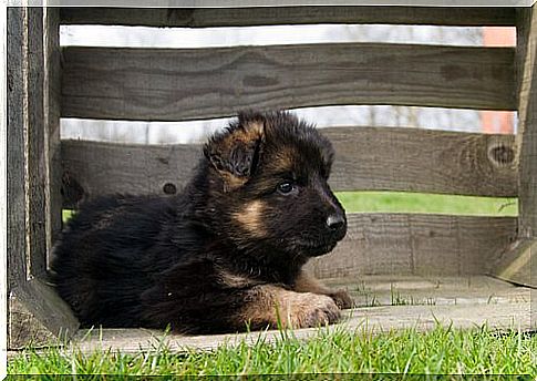 All About German Shepherd Breeding