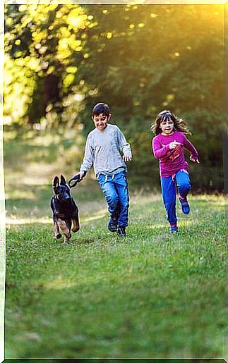 german shepherd running with children