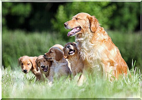 All about the Golden Retriever