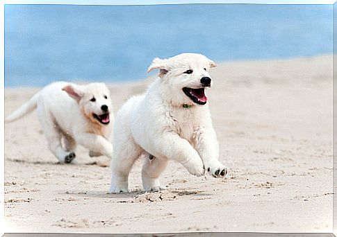 cachorros golden retriever