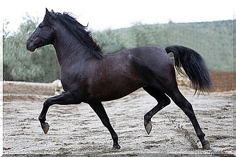 Andalusian Horse: get to know this ancient breed