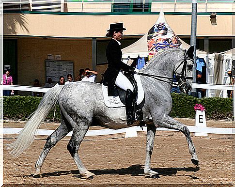 Curiosidades sobre o cavalo espanhol de raça pura ou cavalo andaluz