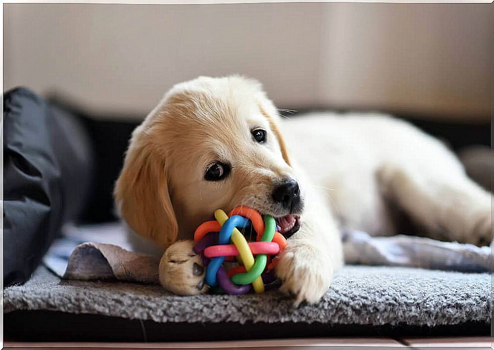 Labrador puppy playing