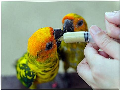 bird being fed with syringe