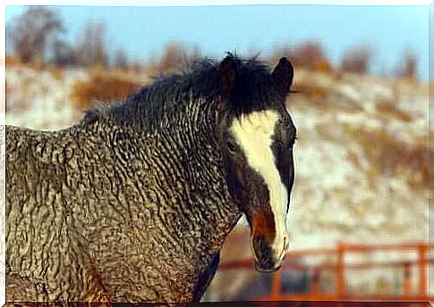 Curly Bashkir Horse: Mysterious and Hypoallergenic