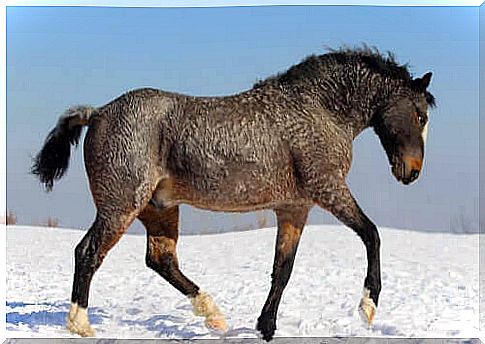 curly bashkir horse in the snow