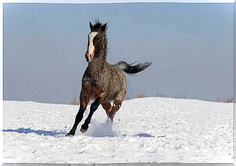 curly horse running