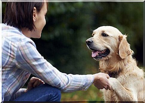 dog giving the paw 