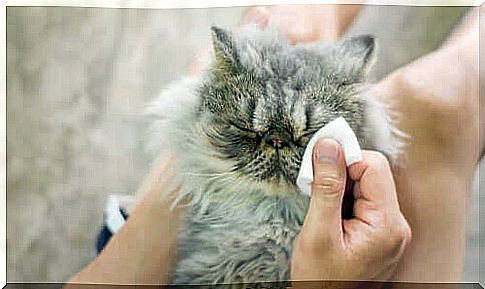 blepharitis in cats