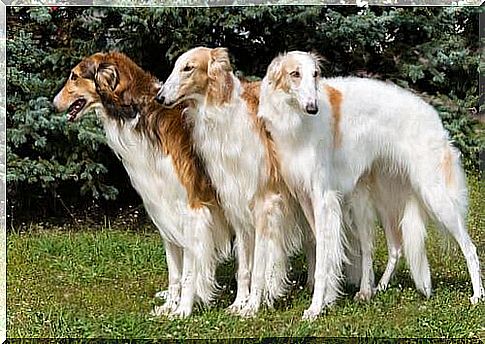 Borzoi: a breed of dog developed in Russia