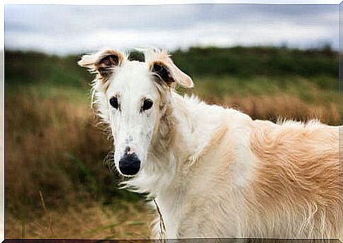 Borzoi history and background 