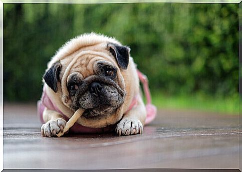 Brachycephalic syndrome: causes, symptoms and treatment