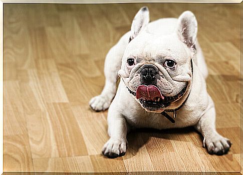 French Bulldog, Possible Victim of Brachycephalic Syndrome