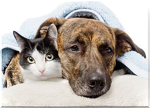 Breast tumor in dogs and cats, a very dangerous disease