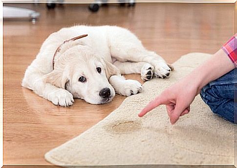 dog peed on carpet