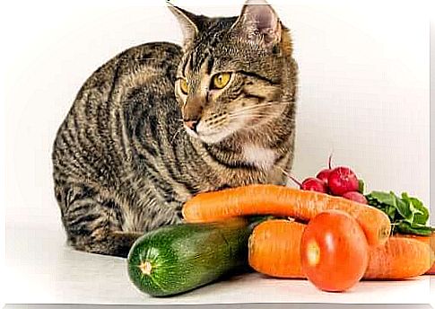 Can cats eat vegetables?