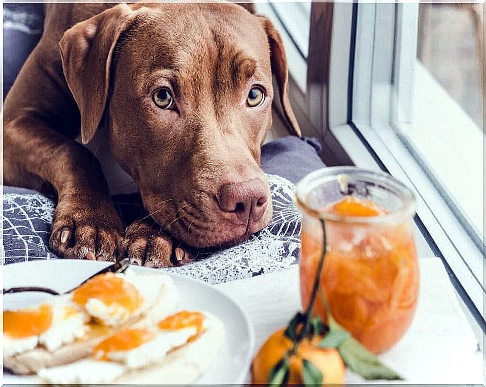 Can dogs eat oranges and tangerines?