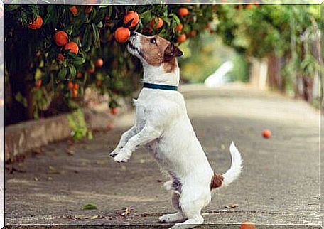 A dog sniffing orange on his foot.