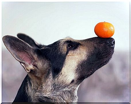 A dog balancing an orange.