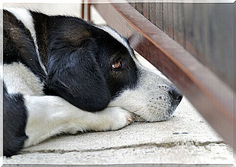 Can Dogs Get Panic Attacks?