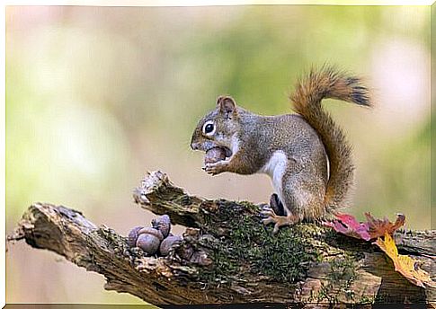 squirrel as a pet