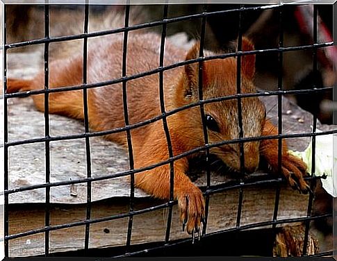 squirrel in cage