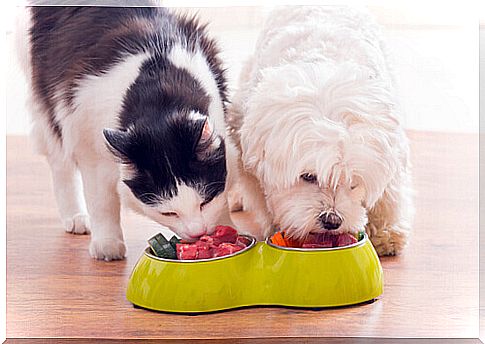 Dog and cat eating from the same bowl