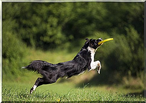 Veja como a artrose canina pode afetar seu animal