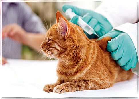 Cat Vaccines: Veterinarian, our best ally