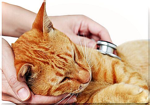 Recommendations When Cat Vaccinations