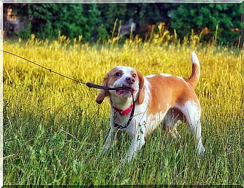 Challenges we encounter in training canine behavior