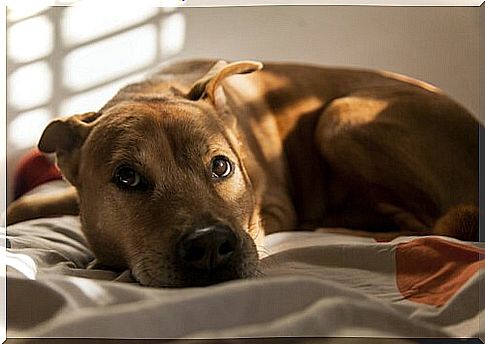 Medos mais frequentes dos cachorros