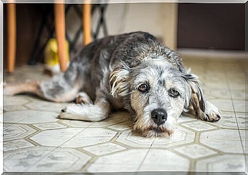 Ansiedade de separação quando o animal está sozinho