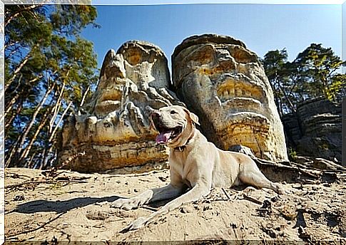 dog in the sand