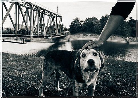 Chernobyl's Last Dogs