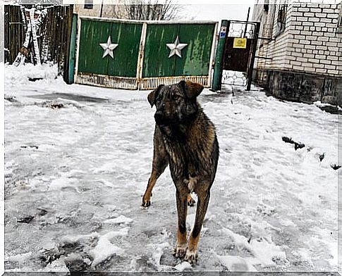 Dog in Chernobyl