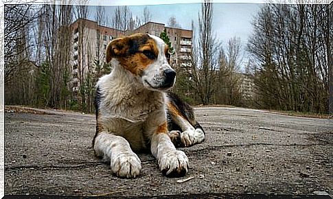 Dog in the abandoned city of Chernobyl