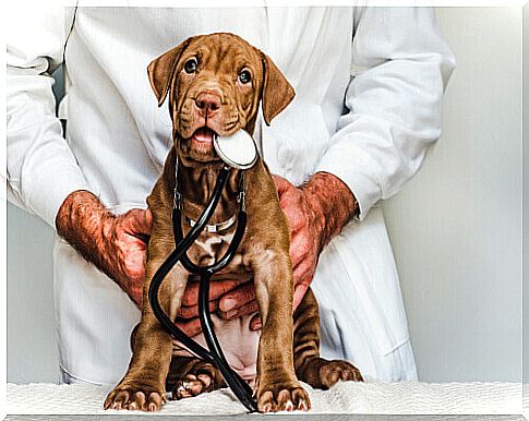 Clinical examination of the puppy: is it important?