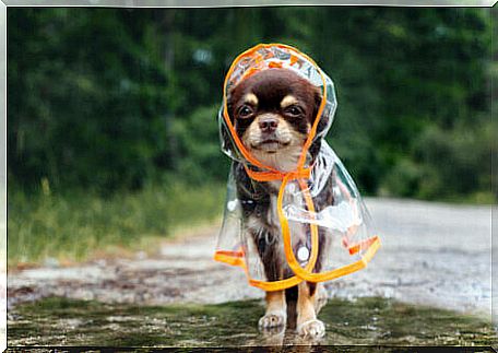 Dog in raincoat.