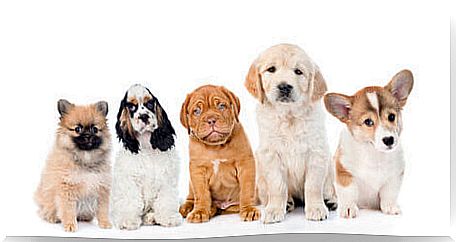 Puppies of different breeds.