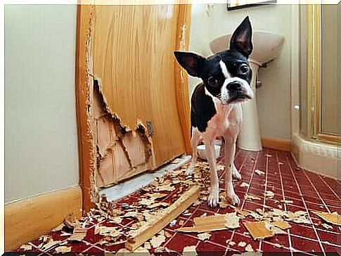 dog destroying the house