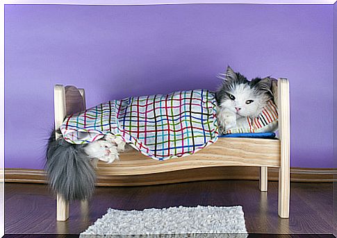 Creating a beautiful space for your pet at home is possible!