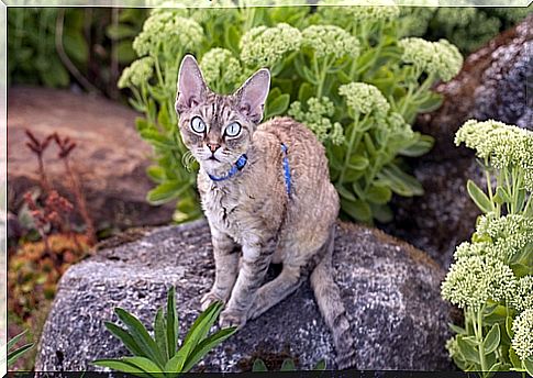 Devon Rex: an active, docile and playful cat