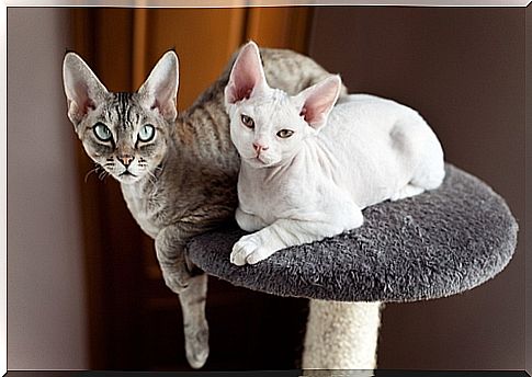 devonrex2