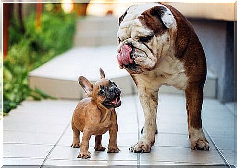 Differences between the French Bulldog and the English Bulldog