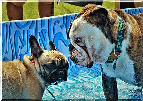 English and French Bulldog in a pool